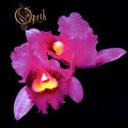 Opeth - Orchid lyrics